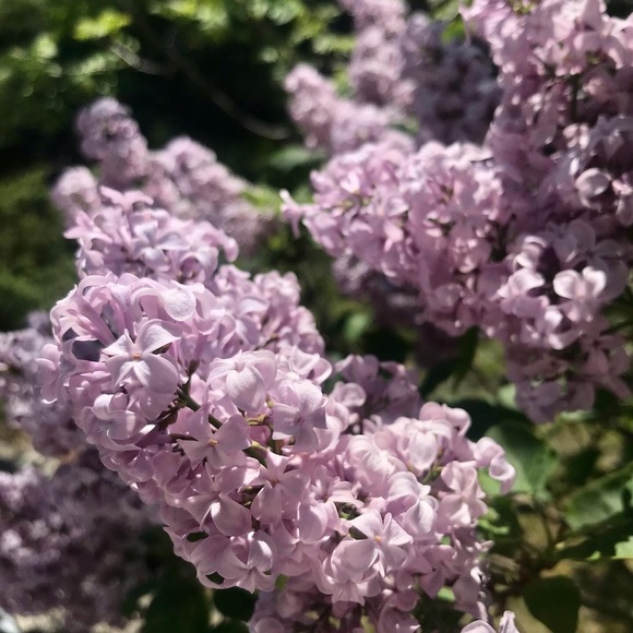 Meet your Posher, Steph - Picture 1 of 1